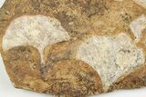 Six Fossil Ginkgo Leaves From North Dakota - Paleocene #198433-1